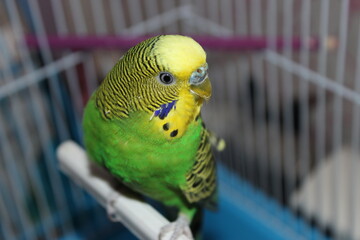 parrot in cage