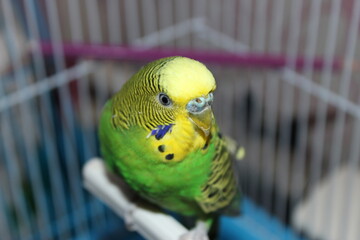 blue and yellow macaw