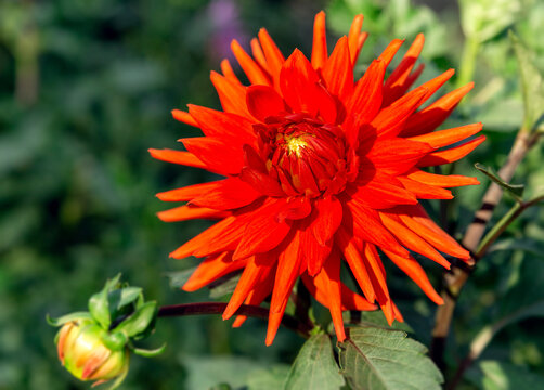 View of dahlia Cactus "Bergers Record"