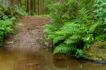 nature reserve in the Bavarian Forest