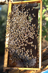 honey harvest from beehives, bees in honeycombs. organic honey, from pine and other flowers