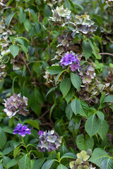 Flowers in late summer, autumn