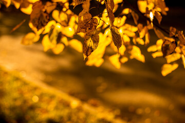 
yellow autumn leaves on the street