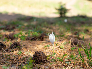 Autumnal crocus in a meadow in a fir forest. Colchicum autumnale. Sunny autumn day. blurred background.