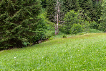 Obraz premium nature reserve in the Bavarian Forest