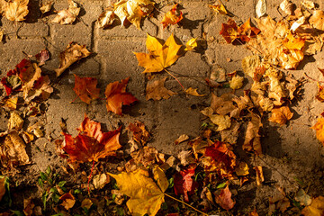 
yellow autumn leaves on the street
