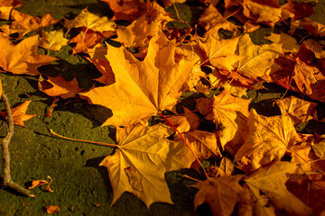 
yellow autumn leaves on the street
