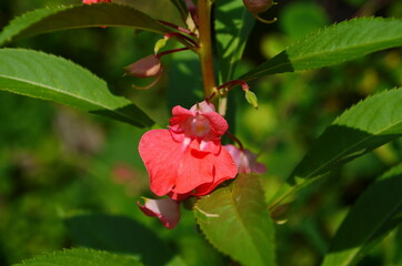 Garden Balsam, Impatiens Balsamina Linn flower in garden