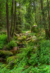 Obraz premium nature reserve in the Bavarian Forest