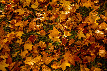 
yellow autumn leaves on the street