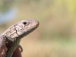 Lizard in close-up, reptiles, cute animal in macro, copy space , funny animals 