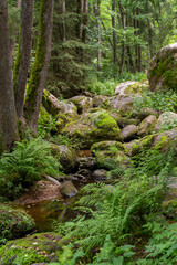 nature reserve in the Bavarian Forest