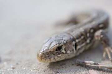 Lizard in the forest