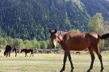 Beautiful red horse with black mane in a valley with green hill and mountain on background. close-up. Republic of Karachay-Cherkessia, Russia.