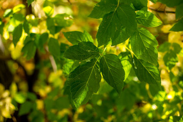 Fototapeta na wymiar yellow and green leaves in autumn outside