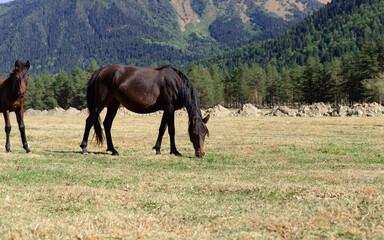 beautiful black mare with foal on a mountain pasture on a sunny day.