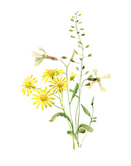 Watercolor flowers and yellow chamomile on a white background