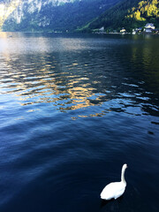 swan on the lake landscape in Hallstatt Upper Austria