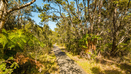 Green tropical forest. Amazing trees. Hawaii island