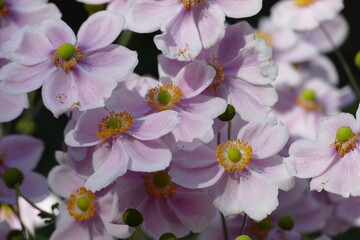 Pink Anemone Japonica flower with pale pink petals and yellow center in bloom