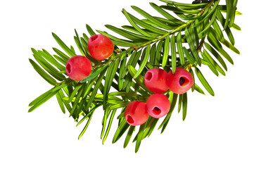 Yew twigs with red berries isolated