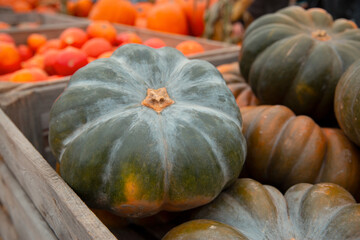 Green pumpkin on countryside farm.