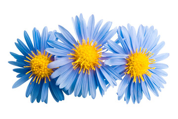 perennial aster flower isolated