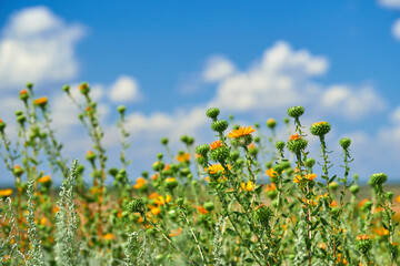 beautiful summer landscape with yellow wild flowers