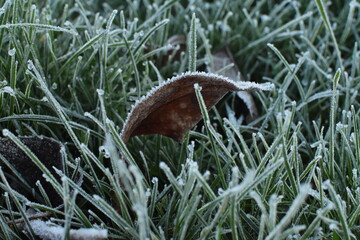 Close up of frosty blades of green grass and a leaf on a cold Winter morning