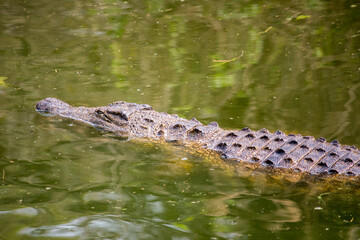 Four Nile crocodiles (Crocodylus niloticus) in the bank and swimming in the green Messica river stream in Manica, Mozambique near Zimbabwe border