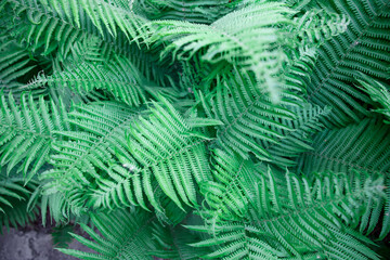 Fern leaves. Solid Background of green fern. Texture of tropical plants. Nature concept. Fern leaf in Forest. Summer poster.