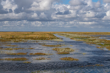 Salzwiese bei Flut vor Westerhever