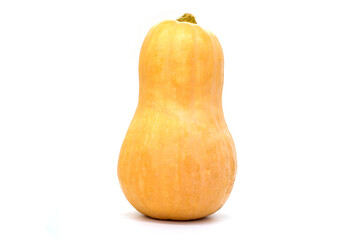 Elongated pumpkin on white background, isolate
