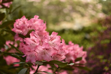 Pink blush