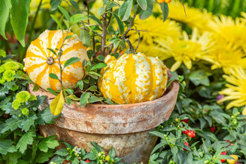 Autumn pumpkin as a symbol of Halloween in the backyard of the farm