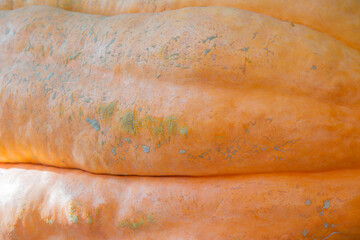 Autumn pumpkin as a symbol of Halloween in the backyard of the farm