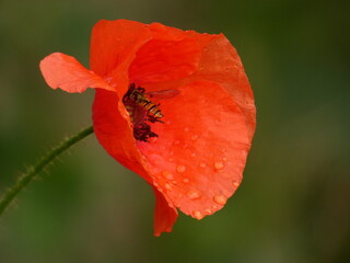 Hoverfly inside field poppy (Papaver rhoeas) after the rain