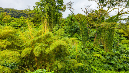 Fototapeta premium Green tropical forest. Amazing trees. Hawaii island 