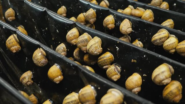 Shelves with garden snails. Snail farm for food. Slide shot