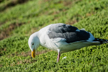 California Gull