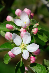 Apple garden