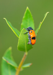 macro fotografía de mariquita sobre hoja verde