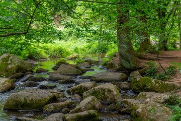 Fototapeta premium nature reserve in the Bavarian Forest