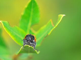 macro fotografía de mariquita sobre hoja verde