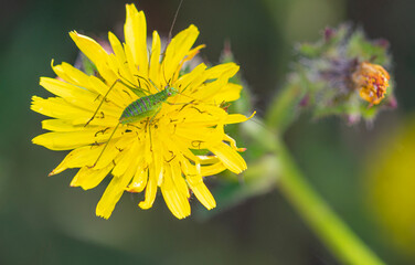 macro photography of green grasshoppers on dandelion