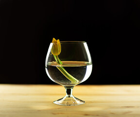 
yellow tulips in a vase on a black background