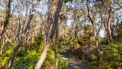 Green tropical forest. Amazing trees. Hawaii island