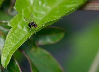 macro photography of mosquito on green plant
