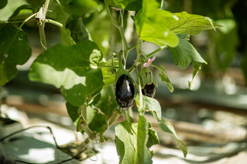 
eggplant on a branch in an industrial greenhouse