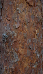 bark of a pine